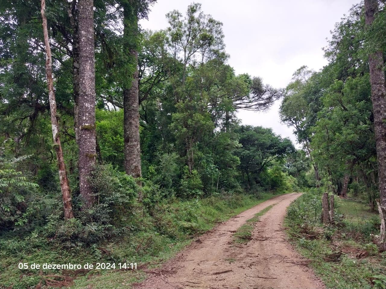 Foto 12 de 17: Terreno em leilão em Lapa - PR — Terreno rural, com área de 36.300,00m², Lapa/PR