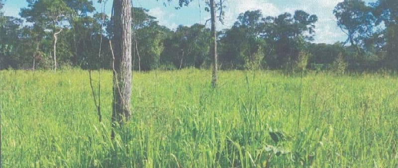 Foto 3 de 24: Area Rural em leilão em Alta Floresta D'oeste - RO — IMÓVEL RURAL | A.T 68,82 HA | ALTA FLORESTA DOESTE/RO