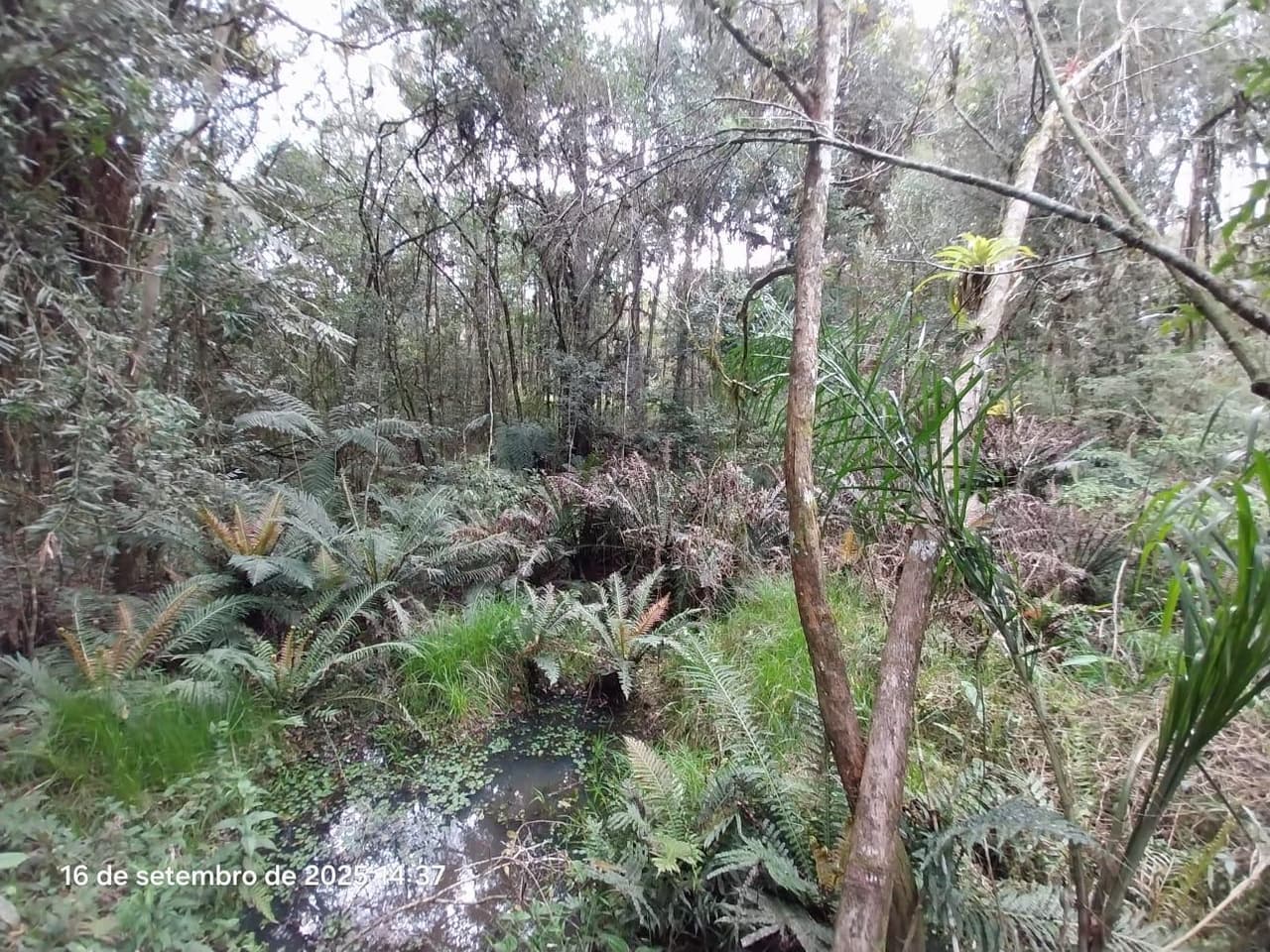 Foto 13 de 31: Area Rural em leilão em Campina Grande Do Sul - PR — Direitos de Posse sobre Chácara de 9,68 Hectares - Campina Grande do Sul/PR