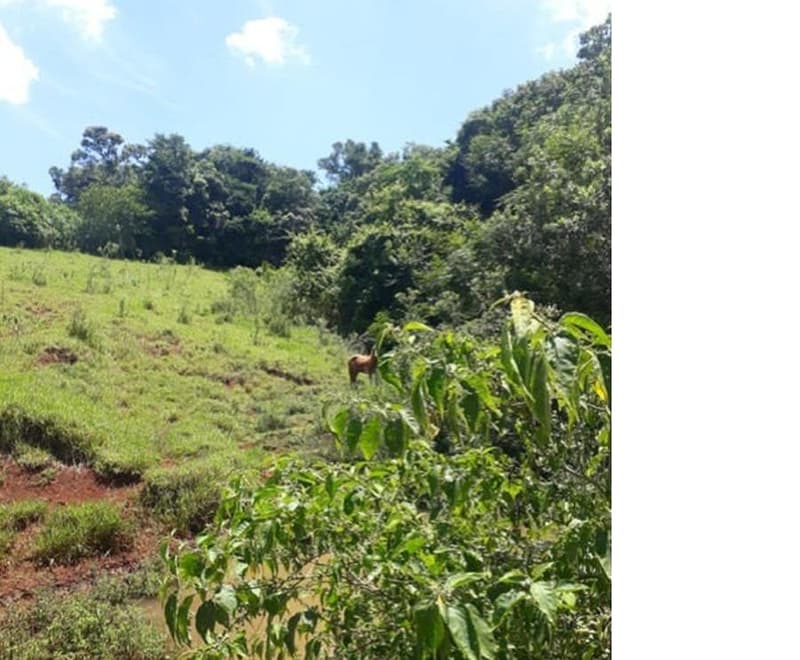Foto 5 de 9: Area Rural em leilão em Roncador - PR — Gleba de terras, A.T. 60 ha, Colônia Muquilão