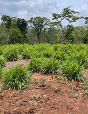 Foto 1 de 6: Area Rural em leilão em Alta Floresta D'oeste - RO — IMÓVEL RURAL| A.T. 12,10 HA SÍTIO STO. ANTÔNIO SETOR RIO BRANCO | ALTA FLORESTA DOESTE/RO