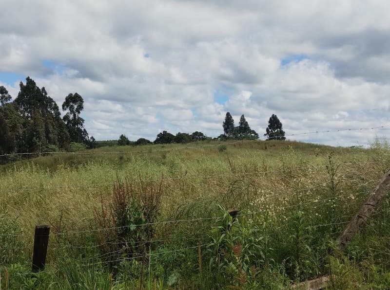 Foto 2 de 11: Area Rural em leilão em Timbó Grande - SC, bairro Interior — IMÓVEL RURAL COM ÁREA TOTAL DE 8,8804 hectares EM TIMBÓ GRANDE-SC