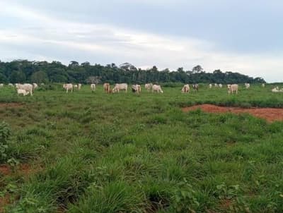 Foto 4 de 5: Area Rural em leilão em Porto Dos Gaúchos - MT — IMÓVEL RURAL | 25 HA | ESTÂNCIA BLAU II - EM PORTO DOS GAÚCHOS/MT