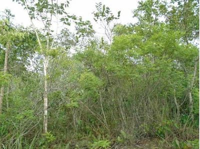 Foto 4 de 4: Terreno em leilão em Cristália - MG — Terreno Rural 60,7798ha em Cristália/MG - Desocupado