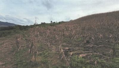Foto 14 de 14: Area Rural em leilão em Alfredo Wagner - SC, bairro Interior — IMÓVEL RURAL COM ÁREA DE 50.000,00 M2 EM ALFREDO WAGNER-SC