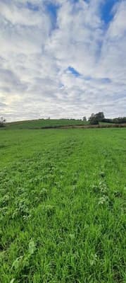 Foto 5 de 7: Area Rural em leilão em Nova Ramada - RS — IMÓVEL RURAL COM ÁREA TOTAL DE 123,096 M2, EM NOVA RAMADA-RS