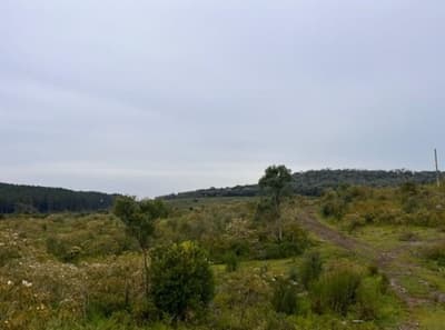 Foto 4 de 6: Area Rural em leilão em São Cristóvão Do Sul - SC — Terreno com A.T. 872.491m², Carataguá, Curitibanos/SC