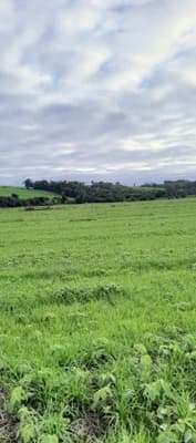 Foto 3 de 7: Area Rural em leilão em Nova Ramada - RS — IMÓVEL RURAL COM ÁREA TOTAL DE 123,096 M2, EM NOVA RAMADA-RS