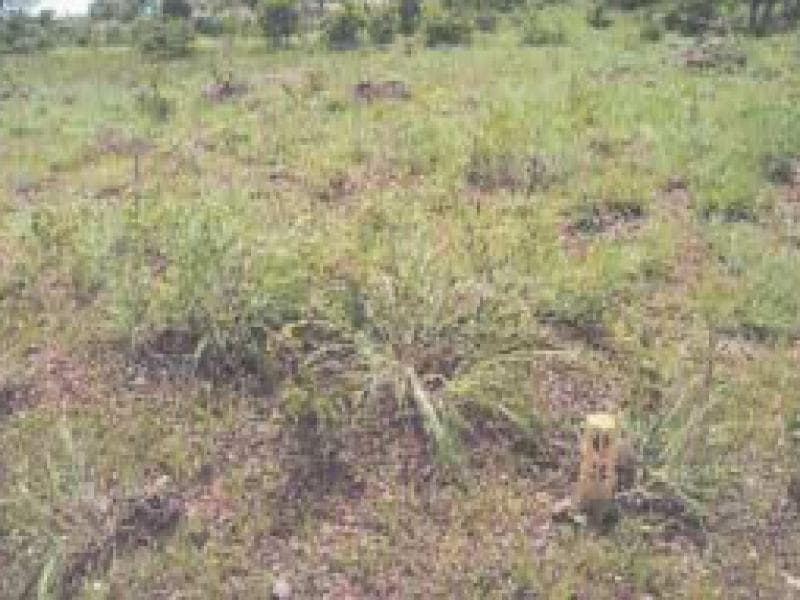 Foto 2 de 2: Terreno em leilão em Cuiabá - MT, bairro Vila Klareana — Lote, 362.5 m2, Cuiabá / MT