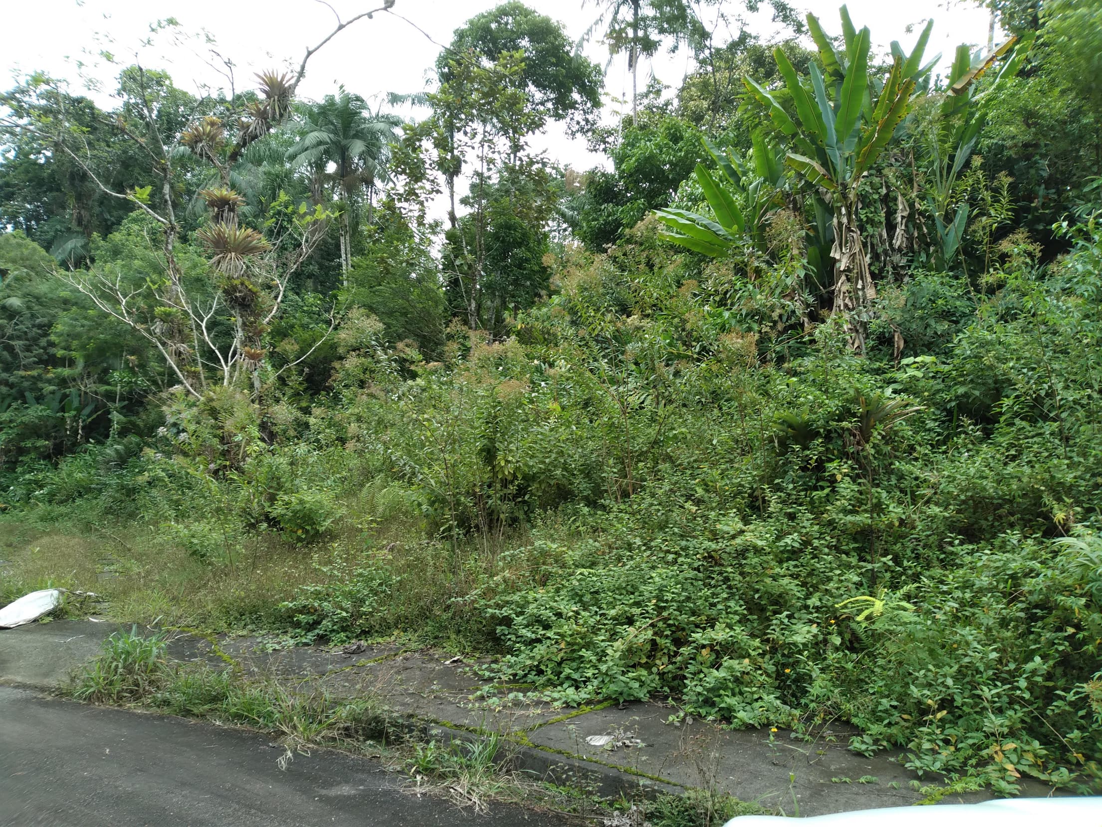 Foto 4 de 13: Terreno em leilão em Antonina - PR — Terreno Rural 308,4632ha Desocupado em Antonina/PR