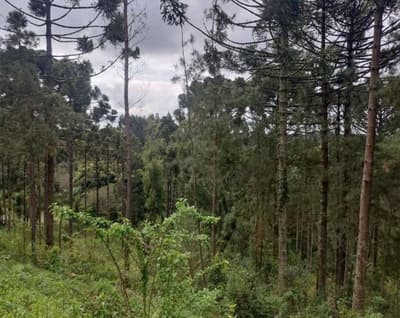 Foto 21 de 26: Area Rural em leilão em São João Do Triunfo - PR — IMÓVEL RURAL COM EXTENSÃO URBANA - ÁREA TOTAL DE 60.726,43 m²-AVENIDA DAS ARAUCÁRIAS-LADEIRA- SÃO JOÃO DO TRIUNFO-PR
