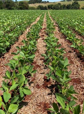Foto 3 de 3: Area Rural em leilão em Braganey - PR — IMÓVEL RURAL COM ÁREA TOTAL DE 7,4052 ha - Em BRAGANEY/PR