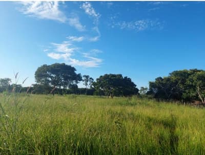 Foto 3 de 6: Area Rural em leilão em Bela Vista De Goiás - GO — IMÓVEL RURAL COM ÁREA DE 20.50.25,85 hectares- Em GOIÁS/GO