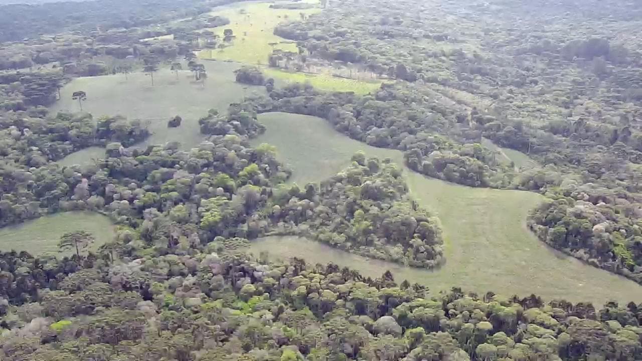 Foto 4 de 5: Area Rural em leilão em Guarapuava - PR, bairro Guairacá — Fazenda Marrecas | 54,23 Hectares | Guairacá | Guarapuava/PR