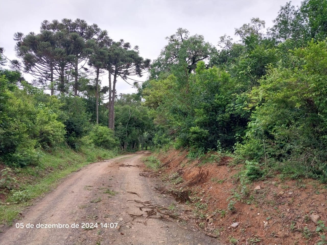 Foto 14 de 17: Terreno em leilão em Lapa - PR — Terreno rural, com área de 36.300,00m², Lapa/PR