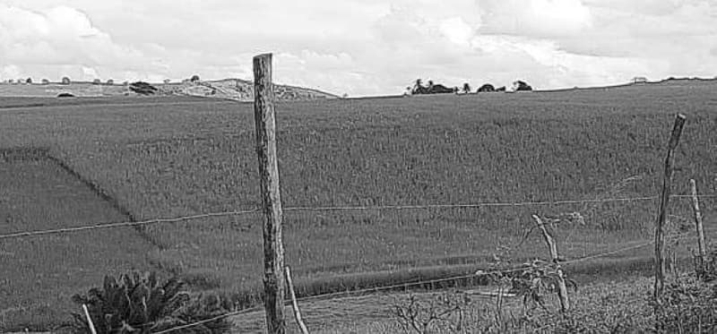 Foto 8 de 10: Area Rural em leilão em Porto Calvo - AL — IMÓVEL RURAL OBJETO DA MATRÍCULA 1.947 DO CARTÓRIO DE REGISTRO DE IMÓVEIS DA COMARCA PORTO CALVO/AL