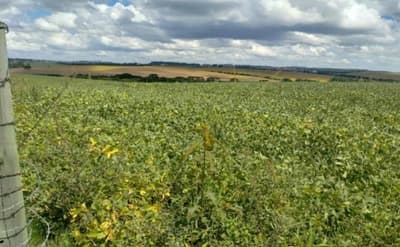 Foto 4 de 15: Area Rural em leilão em Pitanga - PR — VENDA CONJUNTA DE DUAS MATRÍCULAS- Em PITANGA/PR