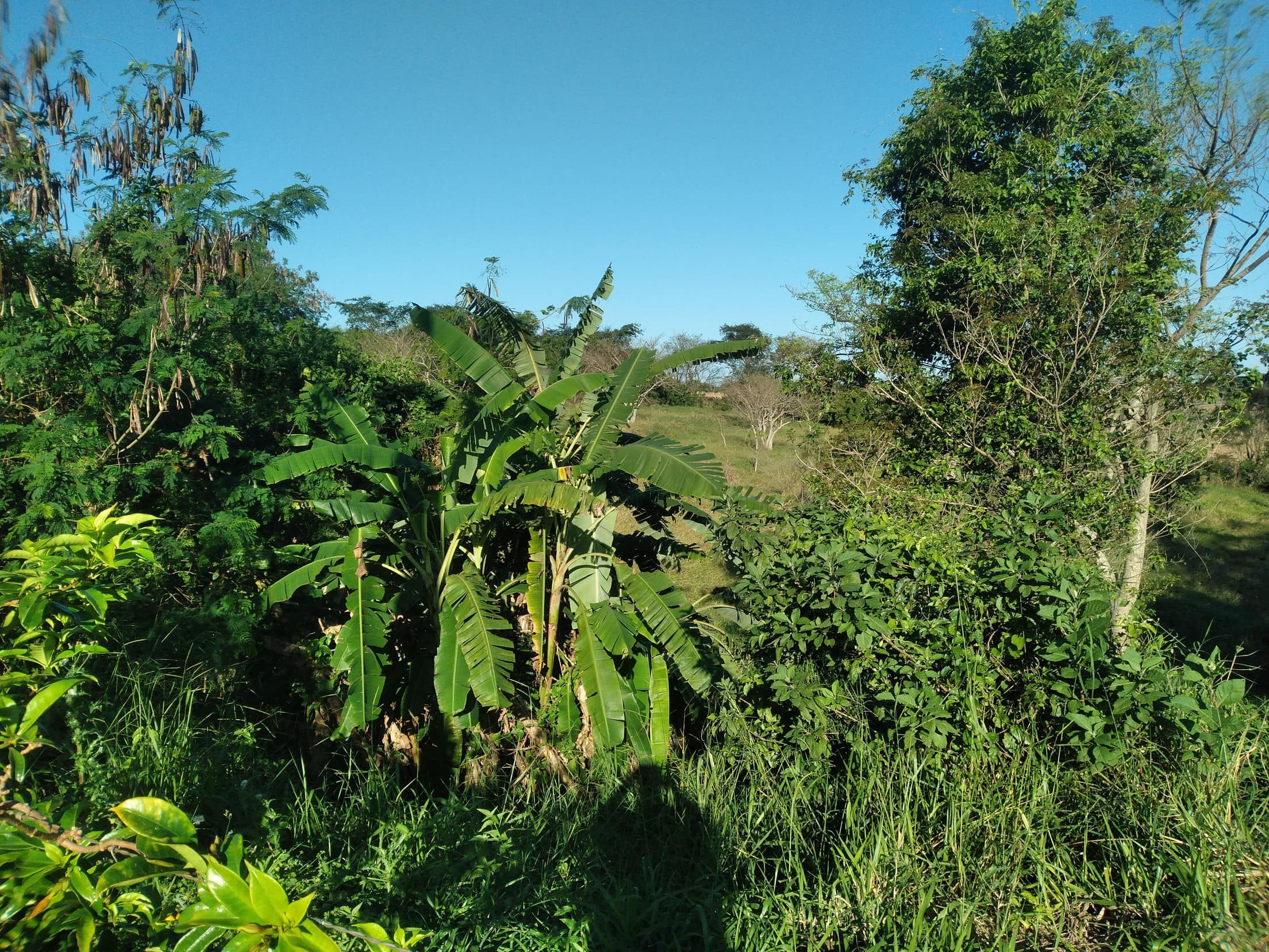 Foto 24 de 41: Area Rural em leilão em Capitão Leônidas Marques - PR — Gleba Urbana Desocupada 27.837m2 no Bairro São Gabriel em Capitão Leonidas Marques/PR
