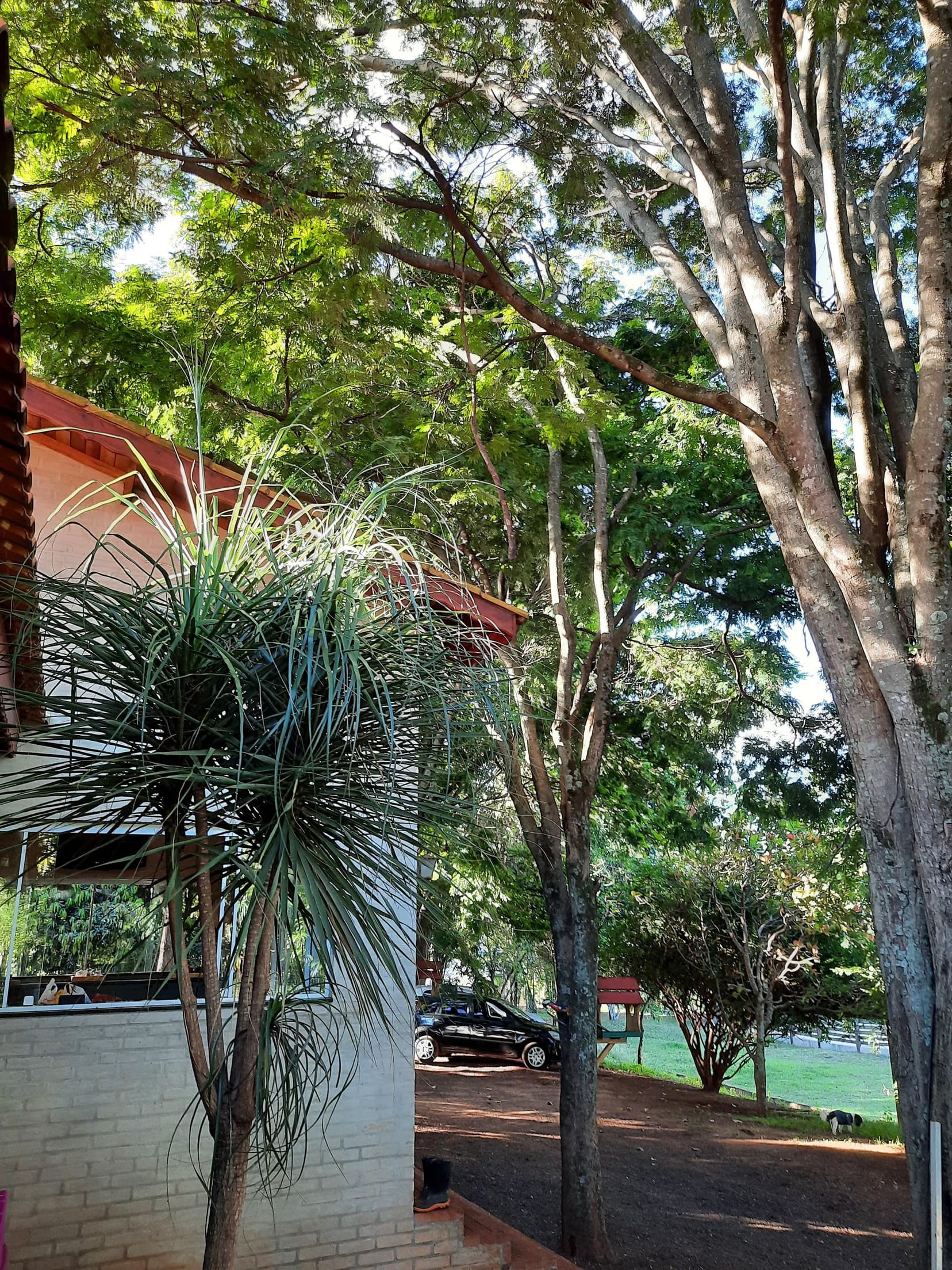 Foto 158 de 169: Area Rural em leilão em Cravinhos - SP — Gleba, 2ha, Sítio São Sebastião, Cravinhos/SP