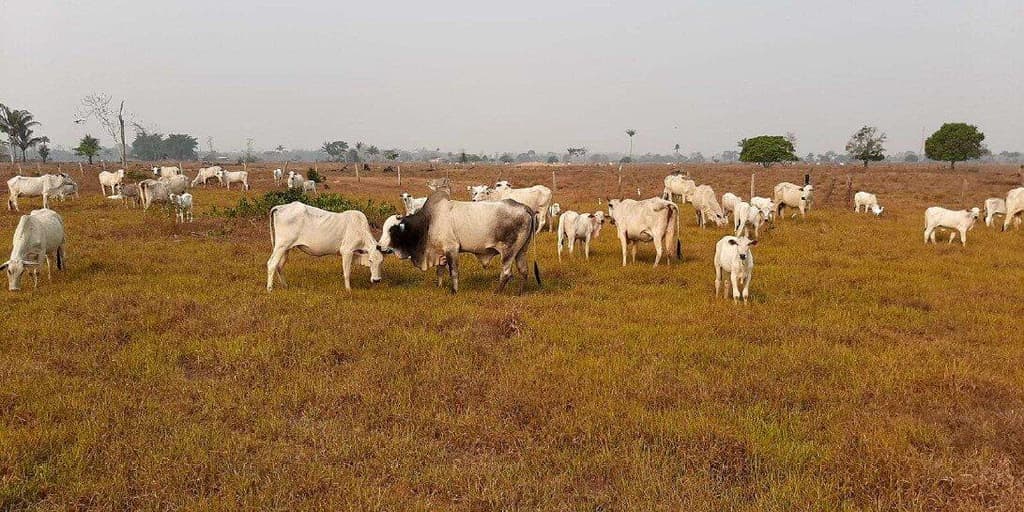 Foto 7 de 7: Area Rural em leilão em Corumbiara - RO — IMÓVEL RURAL | AT. 41,1017 HA E AC 35,7866 | CORUMBIARA/RO