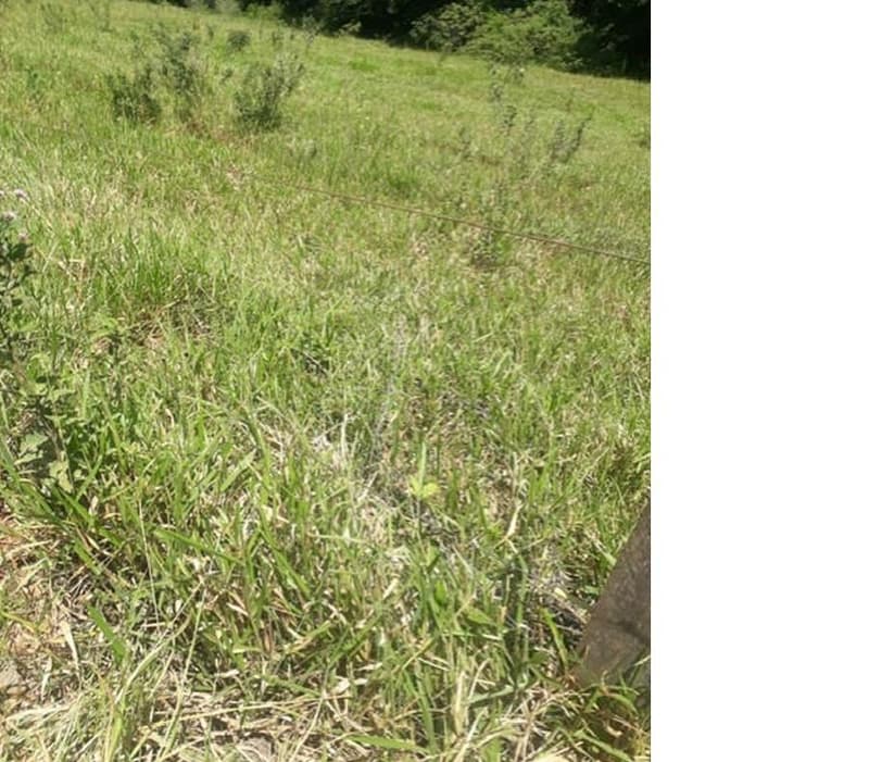 Foto 2 de 9: Area Rural em leilão em Roncador - PR — Gleba de terras, A.T. 60 ha, Colônia Muquilão