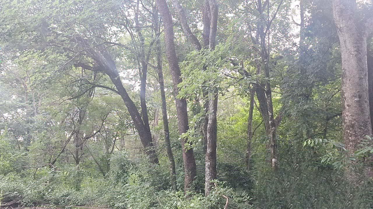 Foto 7 de 16: Terreno em leilão em Icém - SP — Imóvel 833m² | Icém/SP | Terreno 2,5 Hectares |
