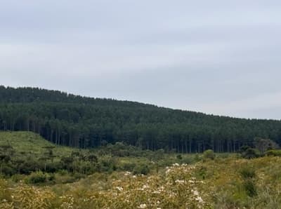Foto 5 de 6: Area Rural em leilão em São Cristóvão Do Sul - SC — Terreno com A.T. 872.491m², Carataguá, Curitibanos/SC