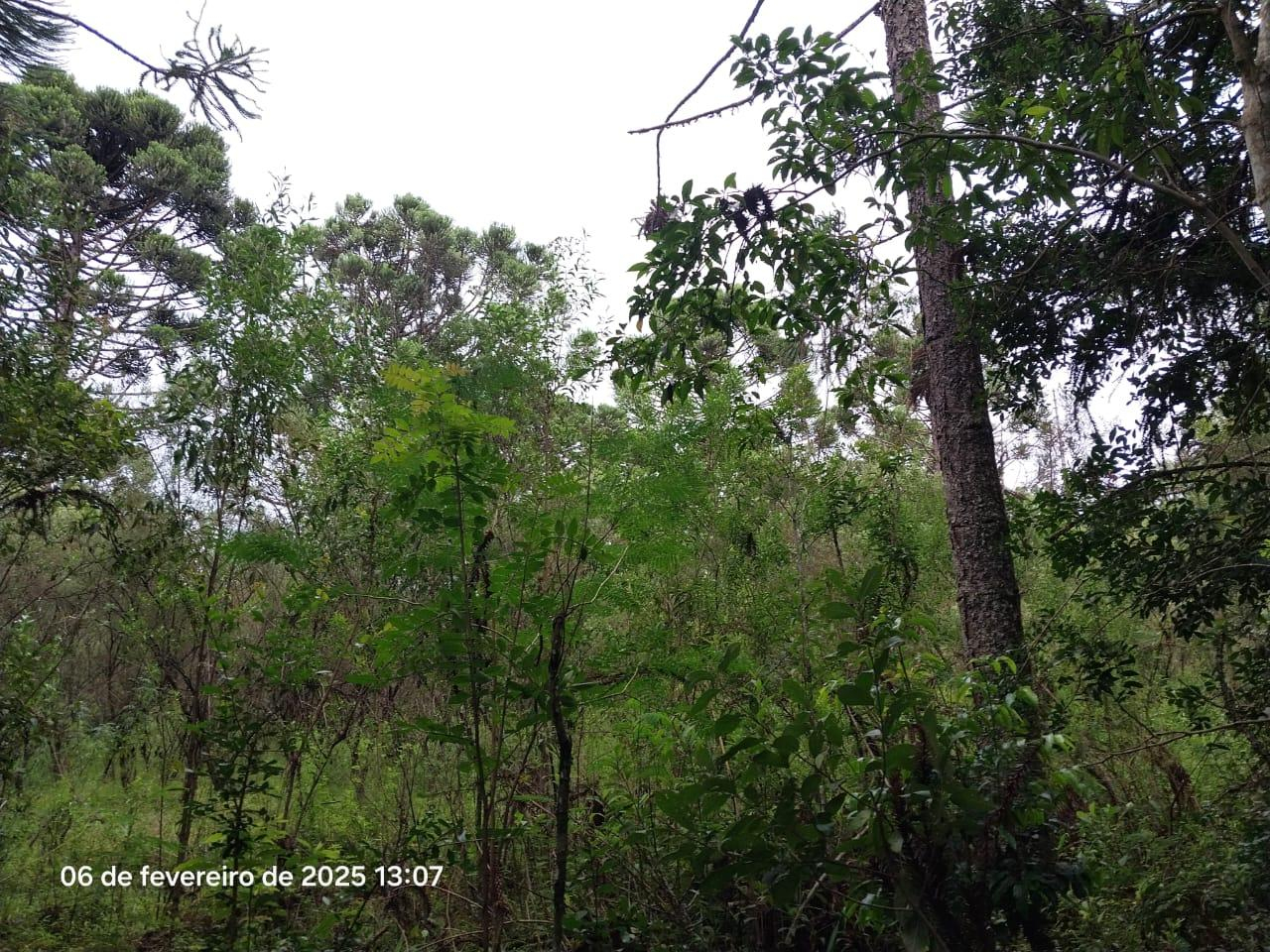 Foto 6 de 18: Area Rural em leilão em Lapa - PR — Terreno rural com a área de 2,0227ha, Lapa/PR