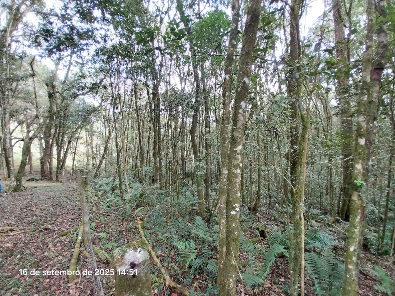Foto 19 de 31: Area Rural em leilão em Campina Grande Do Sul - PR — Direitos de Posse sobre Chácara de 9,68 Hectares - Campina Grande do Sul/PR