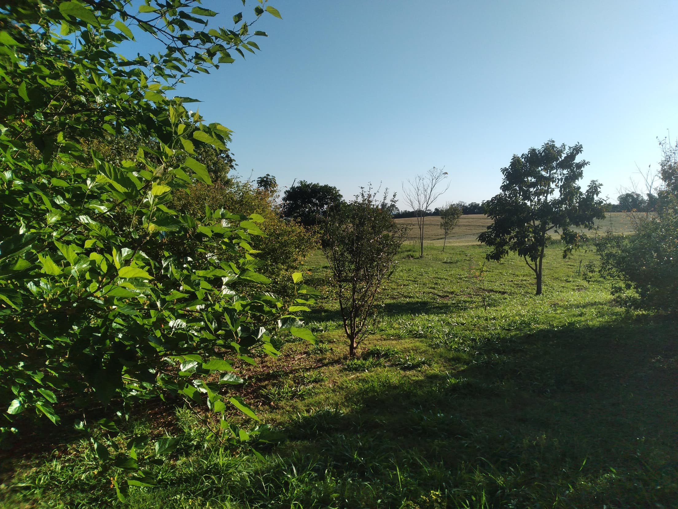 Foto 9 de 41: Area Rural em leilão em Capitão Leônidas Marques - PR — Gleba Urbana Desocupada 27.837m2 no Bairro São Gabriel em Capitão Leonidas Marques/PR