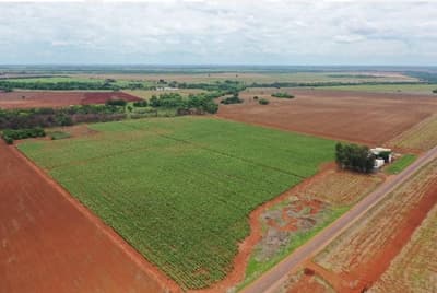 Foto 6 de 8: Area Rural em leilão em Vicentinópolis - GO — Lote Agrícola 317ha em Vicentinópolis/GO | Vizinho à Usina Caçu | Topografia Plana e Beira do Asfalto