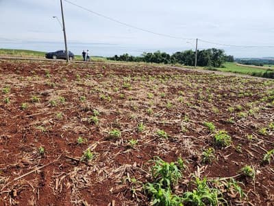 Foto 7 de 7: Terreno em leilão em Vista Gaúcha - RS, bairro Centro — LOTE URBANO Nº 18 DA QUADRA 48, COM A ÁREA SUPERFICIAL DE 338M² SITUADO NA CIDADE DE VISTA GAÚCHA/RS