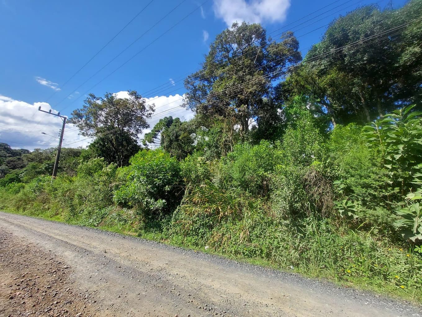 Foto 3 de 3: Terreno em leilão em São Bento Do Sul - SC, bairro Brasília — Terreno Brasilia/SBS - 49.144