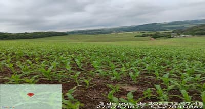 Foto 1 de 2: Area Rural em leilão em Jaboticaba - RS — LOTE RURAL DE CULTURA | A.T. 3,125 HA | LINHA ALTO XAXIM | JABOTICABA/RS