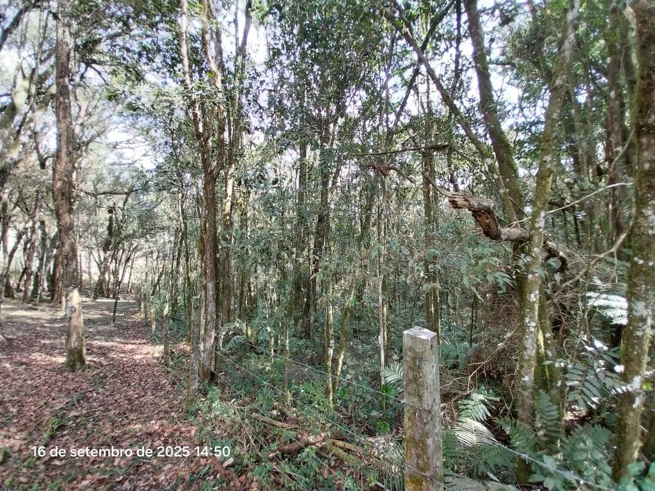 Foto 24 de 31: Area Rural em leilão em Campina Grande Do Sul - PR — Direitos de Posse sobre Chácara de 9,68 Hectares - Campina Grande do Sul/PR