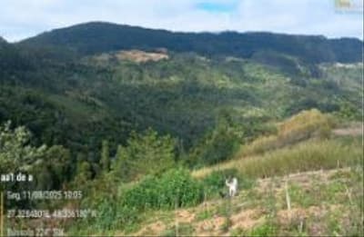 Foto 14 de 15: Terreno em leilão em Vidal Ramos - SC, bairro Área Rural — IMÓVEL RURARL COM ÁREA TOTAL DE 13.000 ha,- Em VIDAL RAMOS/SC