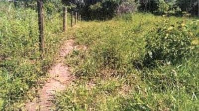 Foto 3 de 5: Area Rural em leilão em Ipameri - GO — IMÓVEL RURAL COM ÁREA DE 16.9400 hectares- Em IPAMERI/GO