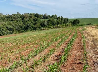 Foto 8 de 10: Area Rural em leilão em Nova Prata Do Iguaçu - PR — IMÓVEL RURAL COM ÁREA TOTAL DE 20.000,00 M2 EM NOVA PRATA DO IGUAÇU-PR
