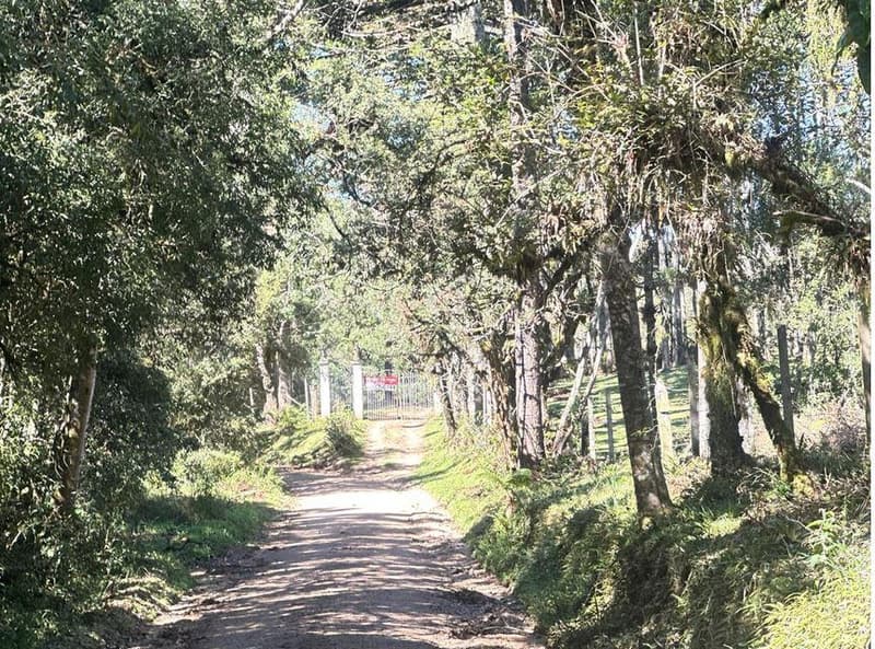 Foto 21 de 35: Area Rural em leilão em São José Dos Pinhais - PR — Sitio com área total de 120.974,16m², localizado Borda do Campo em São José dos Pinhais/PR