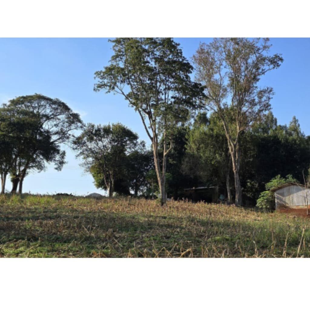 Foto 2 de 6: Area Rural em leilão em Marechal Cândido Rondon - PR — IMÓVEL RURAL- COM ÁREA DE 43.560 m2- Em MARECHAL CÂNDIDO RONDON/PR