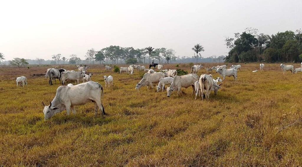 Foto 4 de 7: Area Rural em leilão em Corumbiara - RO — IMÓVEL RURAL | AT. 41,1017 HA E AC 35,7866 | CORUMBIARA/RO