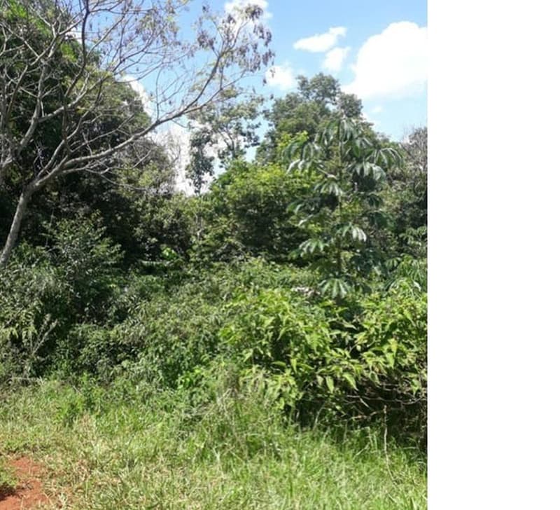 Foto 9 de 9: Area Rural em leilão em Roncador - PR — Gleba de terras, A.T. 60 ha, Colônia Muquilão