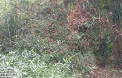 Foto 7 de 7: Terreno em leilão em Apiúna - SC — TERRENO RURAL COM ÁREA DE 16,135 HA, EM APÍUNA-SC