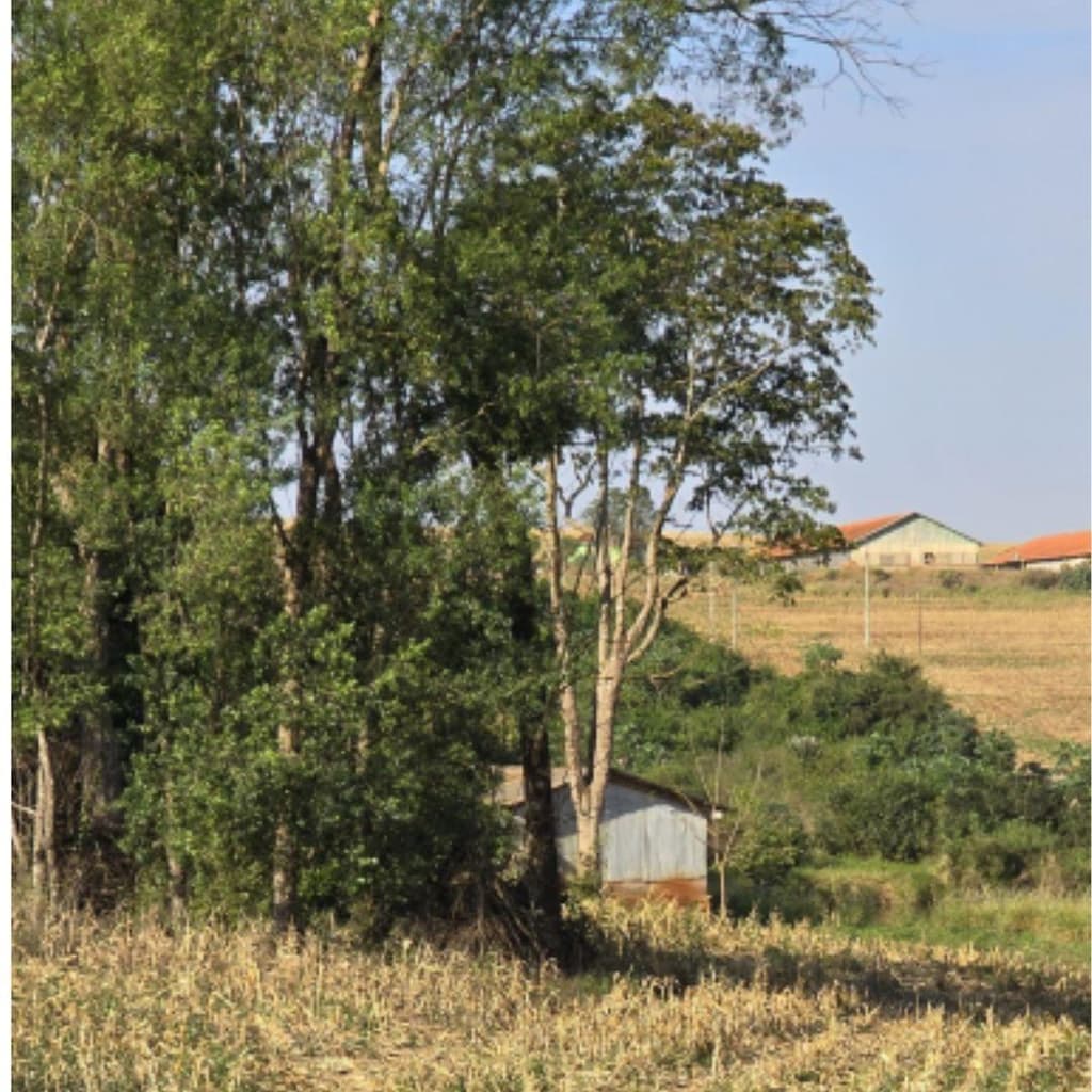 Foto 4 de 6: Area Rural em leilão em Marechal Cândido Rondon - PR — IMÓVEL RURAL- COM ÁREA DE 43.560 m2- Em MARECHAL CÂNDIDO RONDON/PR