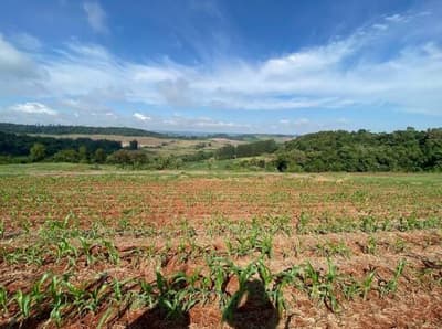 Foto 5 de 9: Area Rural em leilão em Nova Prata Do Iguaçu - PR — IMÓVEL RURAL COM ÁREA TOTAL DE 20.000,00 m² - NOVA PRATA DO IGUAÇU/PR