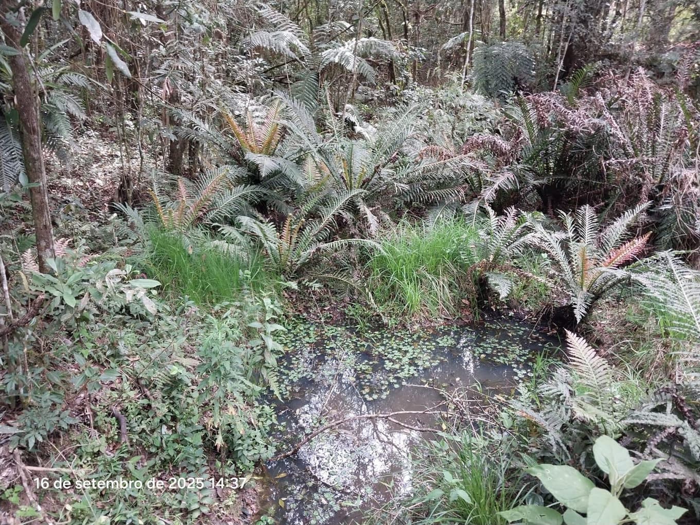 Foto 16 de 31: Area Rural em leilão em Campina Grande Do Sul - PR — Direitos de Posse sobre Chácara de 9,68 Hectares - Campina Grande do Sul/PR