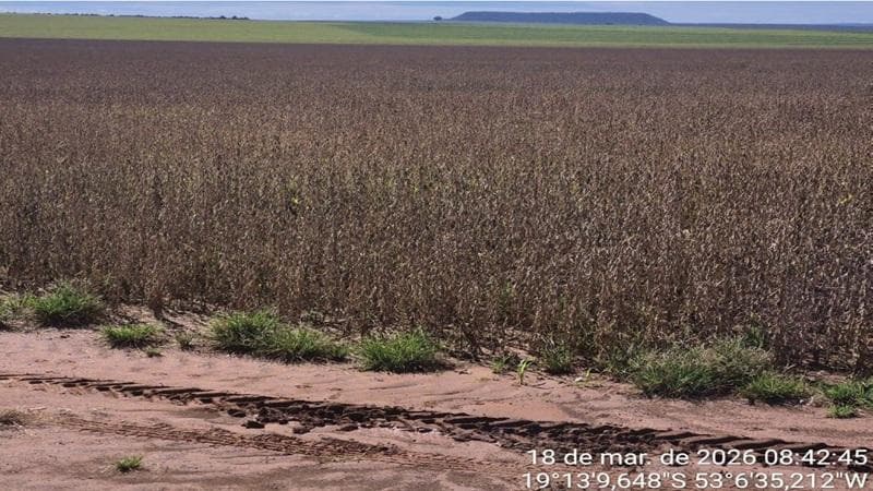 Foto 27 de 30: Area Rural em leilão em Paraíso Das Águas - MS — IMÓVEL RURAL | 400 HA (FRAÇÃO IDEAL) - FAZ. LOTE BAÚS PERDIDO I SECÇÃO B | PLANTIO PARA SOJA E MILHO | PARAÍSO DAS ÁGUAS/MS