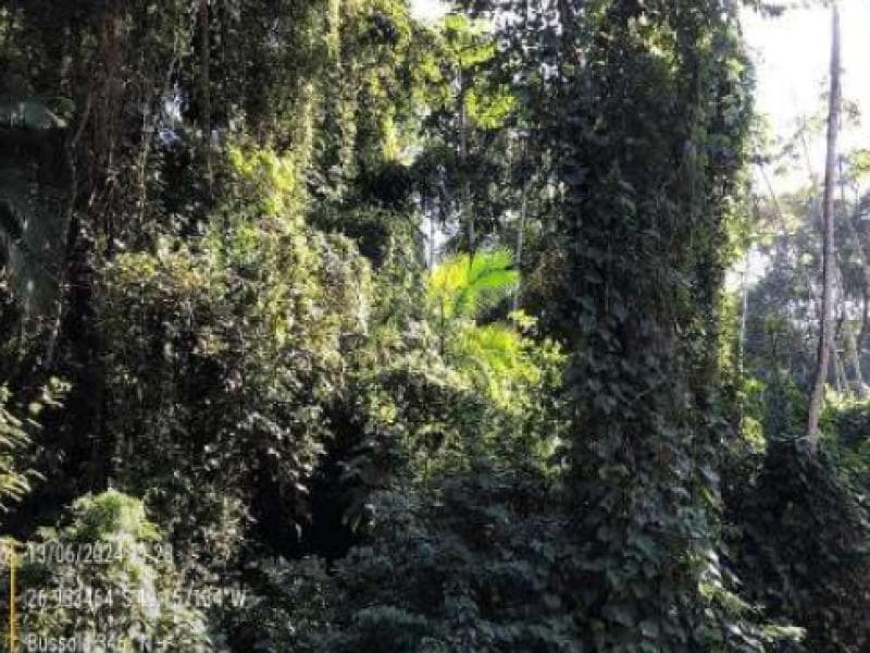 Foto 4 de 11: Terreno em leilão em Blumenau - SC, bairro Passo Manso — Lote, 8708.13 m2, Blumenau / SC