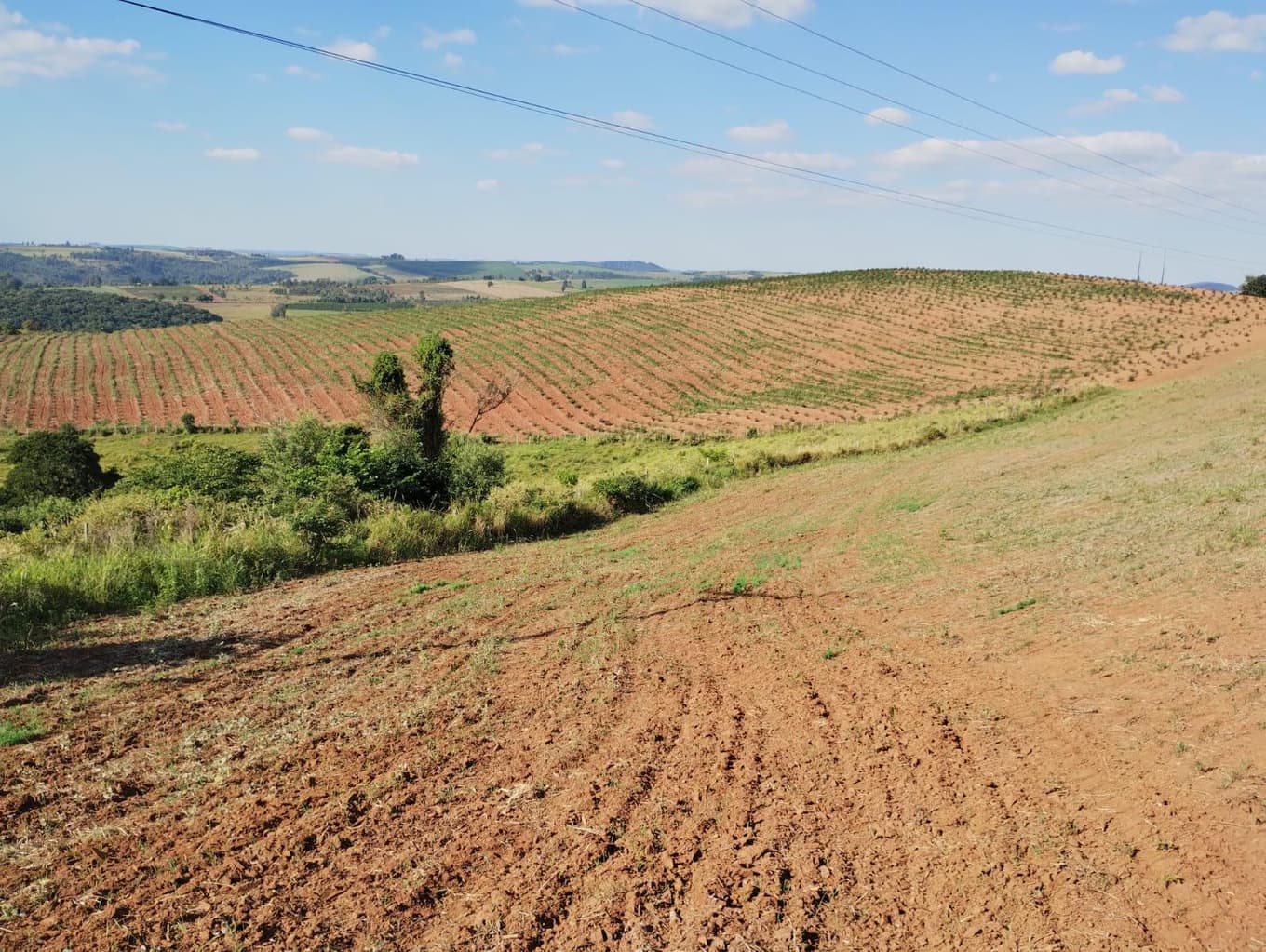 Foto 14 de 24: Area Rural em leilão em São Jerônimo Da Serra - PR — Área rural com área de 35,53 hectares - São Jerônimo da Serra/PR.