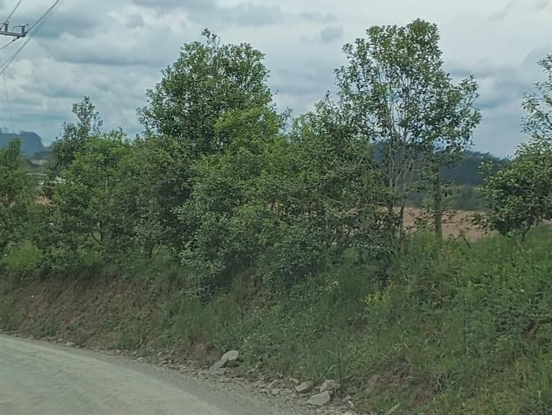 Foto 3 de 11: Area Rural em leilão em Bela Vista Do Toldo - SC, bairro Interior — IMÓVEL RURAL COM ÁREA TOTAL DE 235.247,93 M2 EM BELA VISTA DO TOLDO-SC